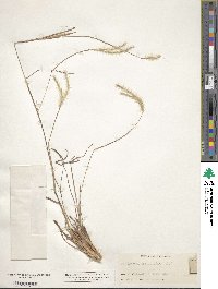 Andropogon ternarius image