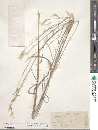 Andropogon ternarius image