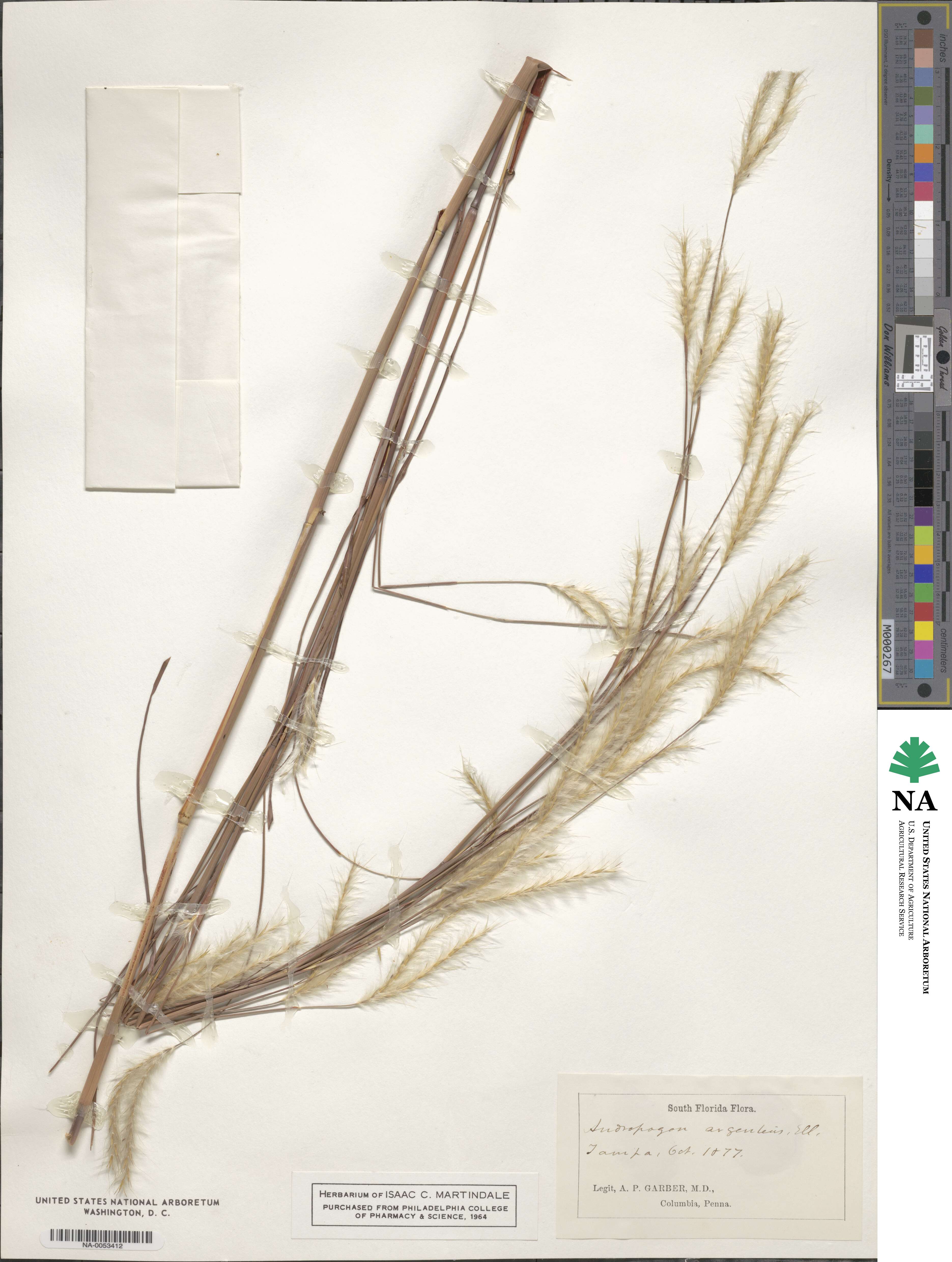 Andropogon ternarius image