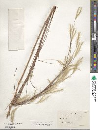 Andropogon ternarius image