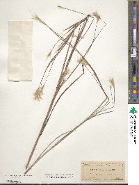 Andropogon ternarius image