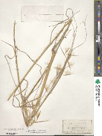 Andropogon ternarius image