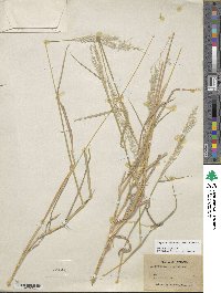 Digitaria californica image