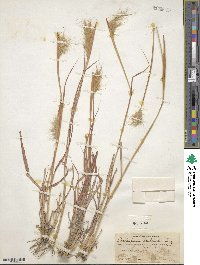 Bothriochloa barbinodis image