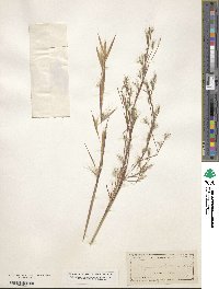 Image of Andropogon brachystachyus