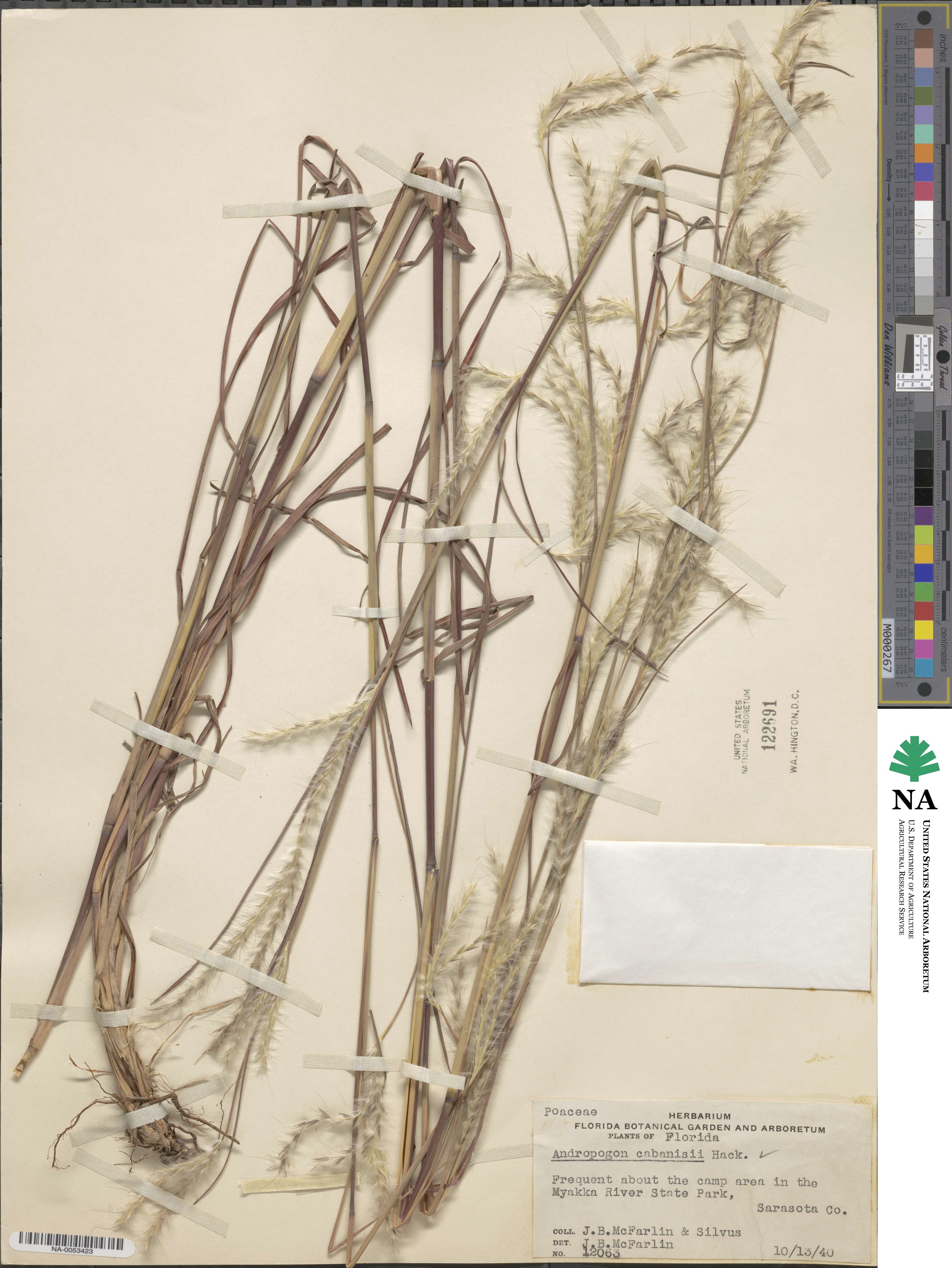 Andropogon cabanisii image