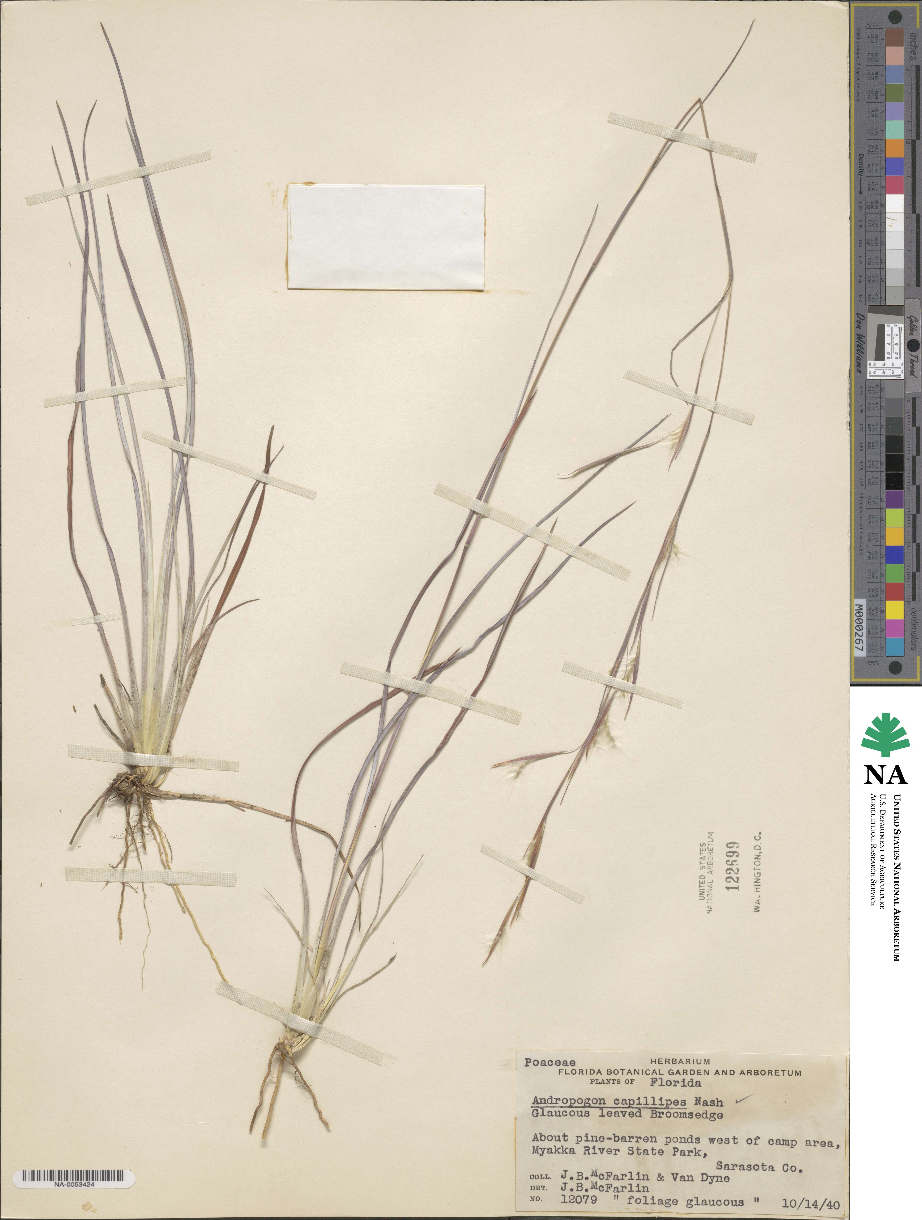 Andropogon capillipes image