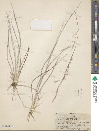 Andropogon capillipes image