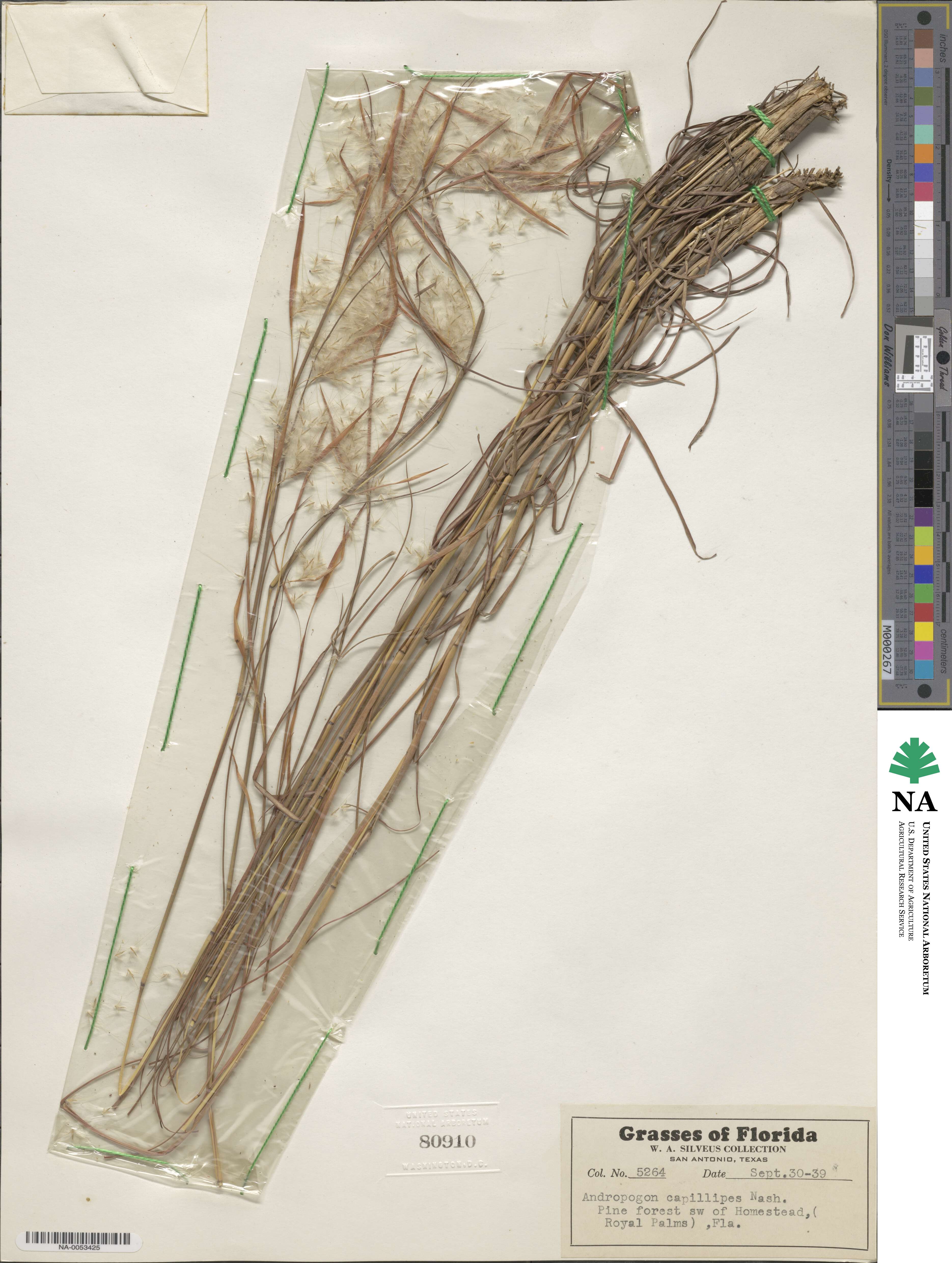 Andropogon capillipes image