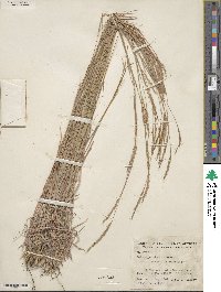 Image of Andropogon cirratus