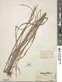 Schizachyrium scoparium image