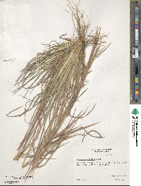 Image of Andropogon gyrans