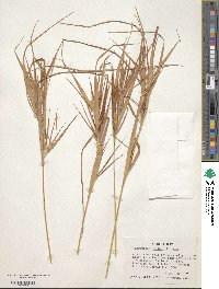 Andropogon gyrans image