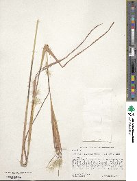 Andropogon gyrans image