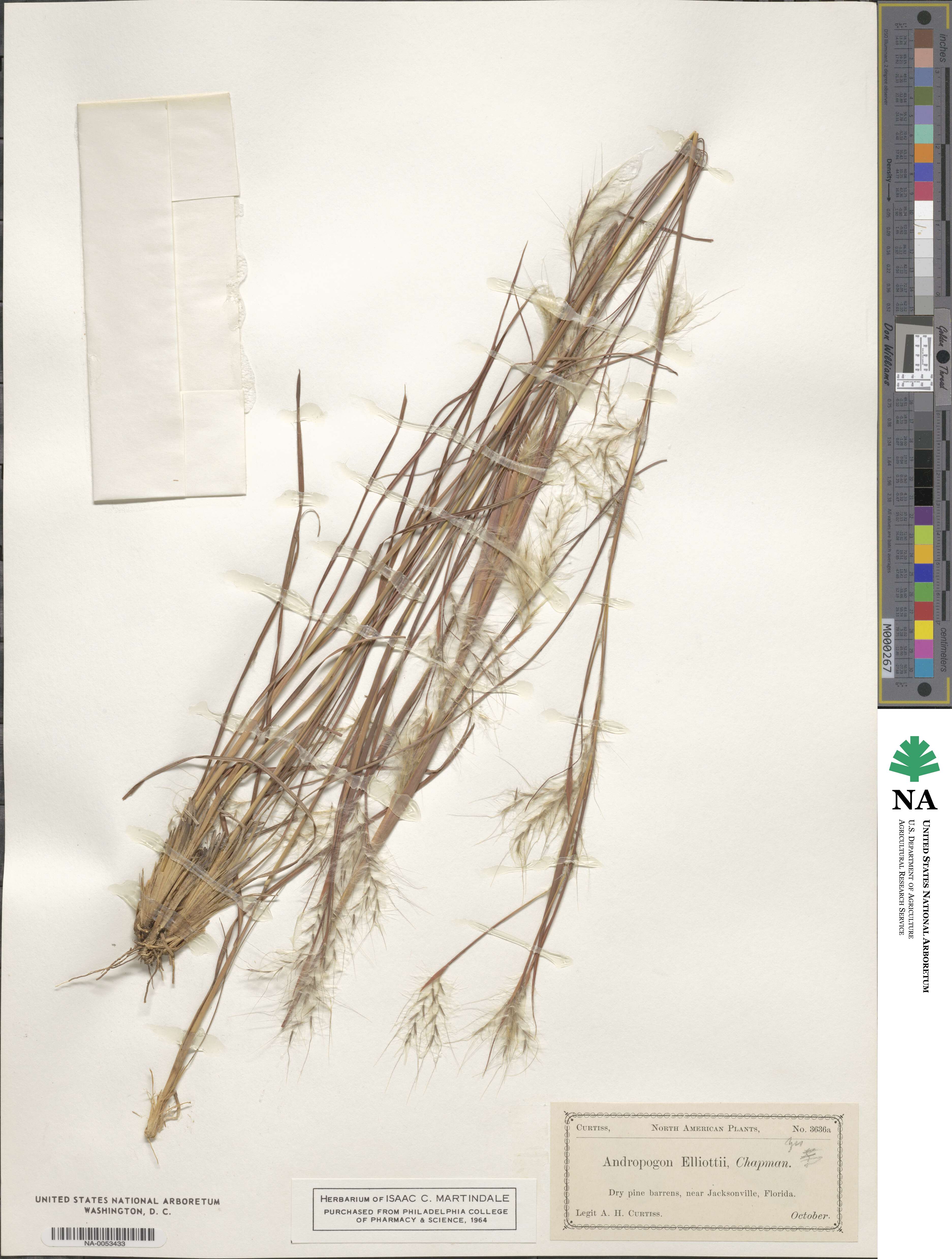 Andropogon gyrans image