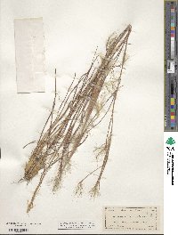 Andropogon gyrans image