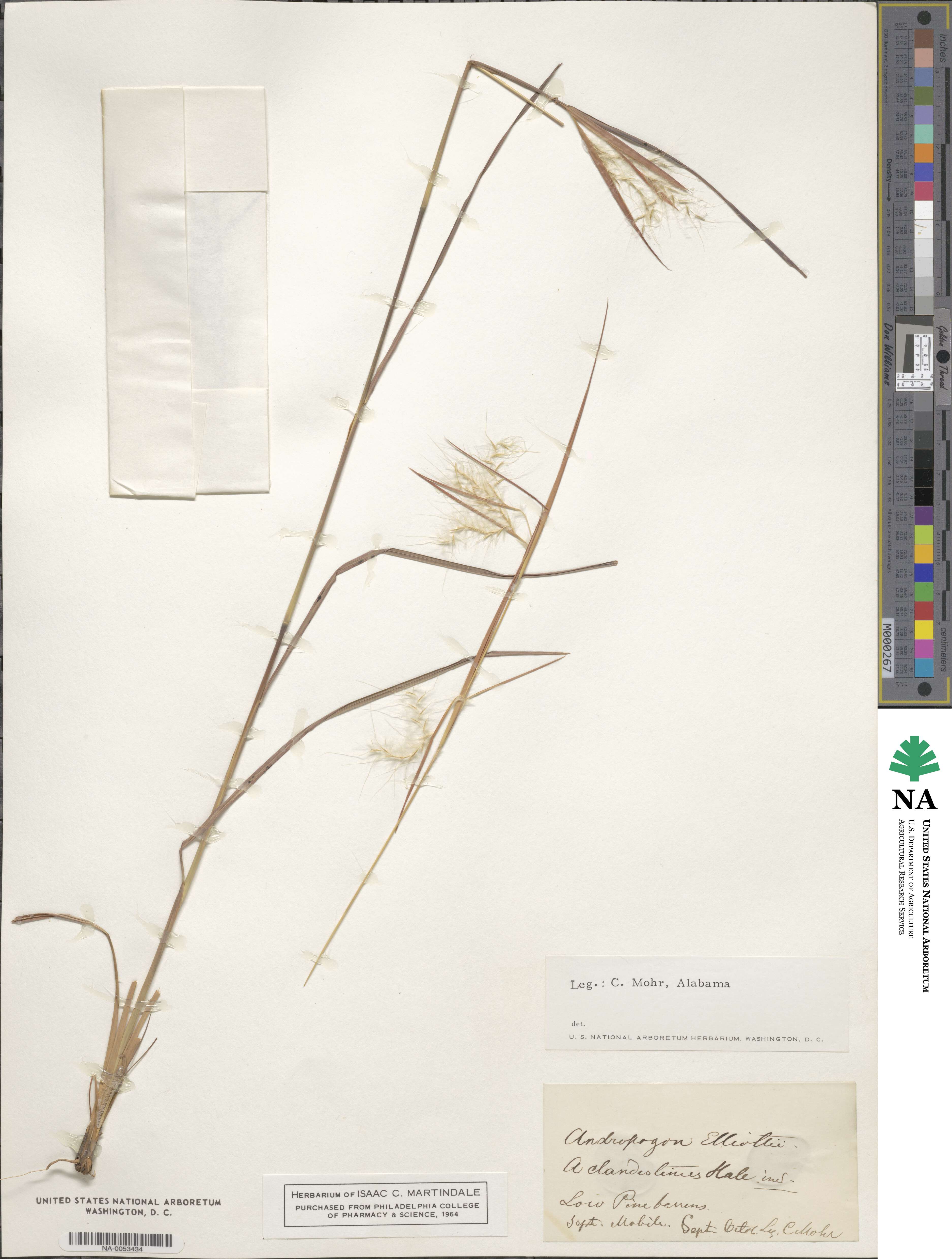 Andropogon gyrans image