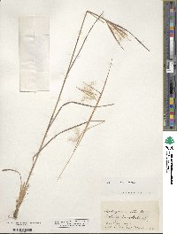 Andropogon gyrans image