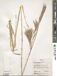 Andropogon gyrans image