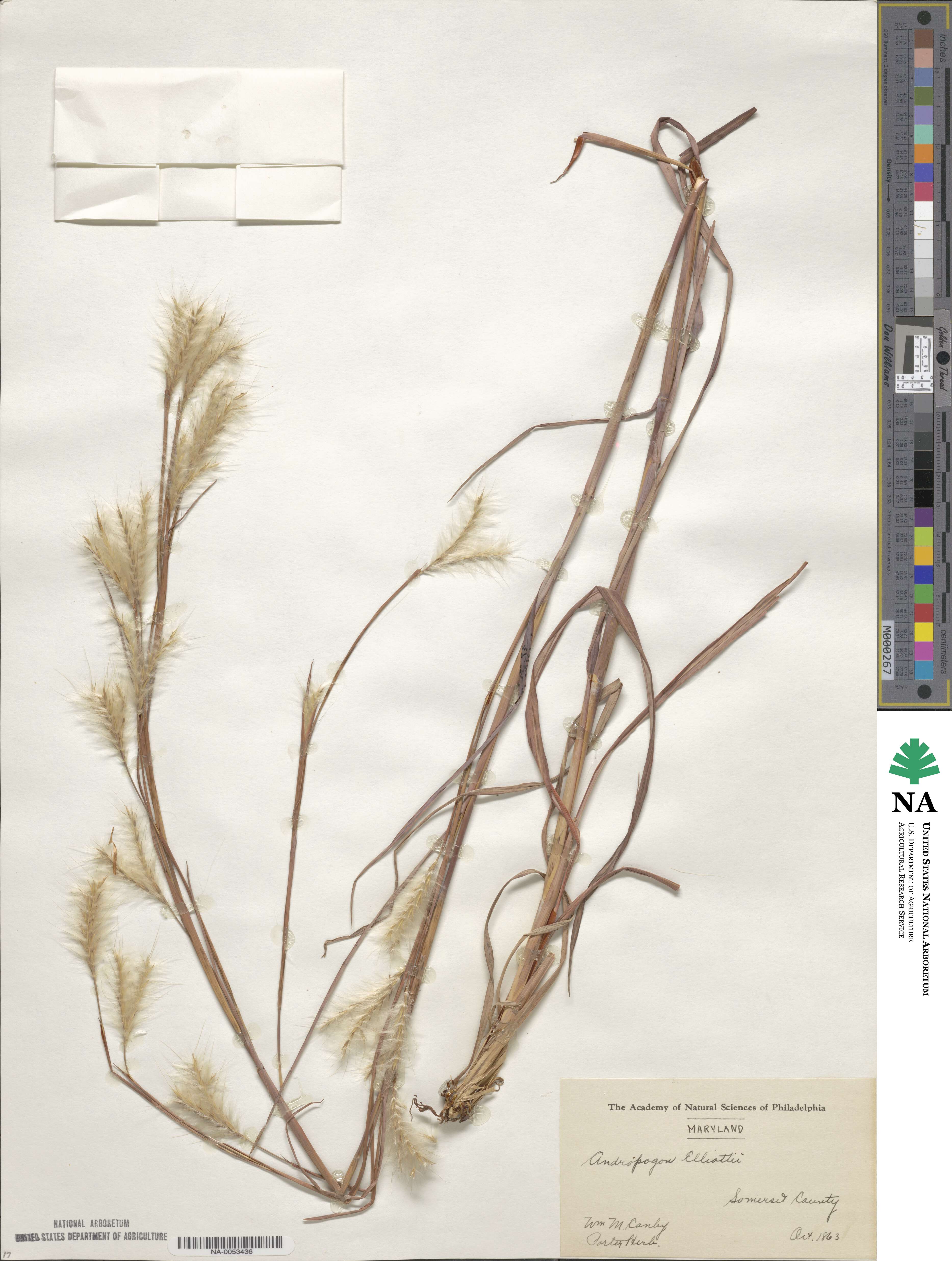 Andropogon gyrans image