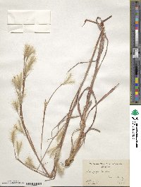 Andropogon gyrans image