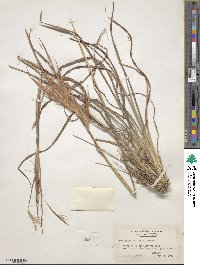 Andropogon gyrans image