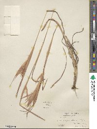 Andropogon gyrans image