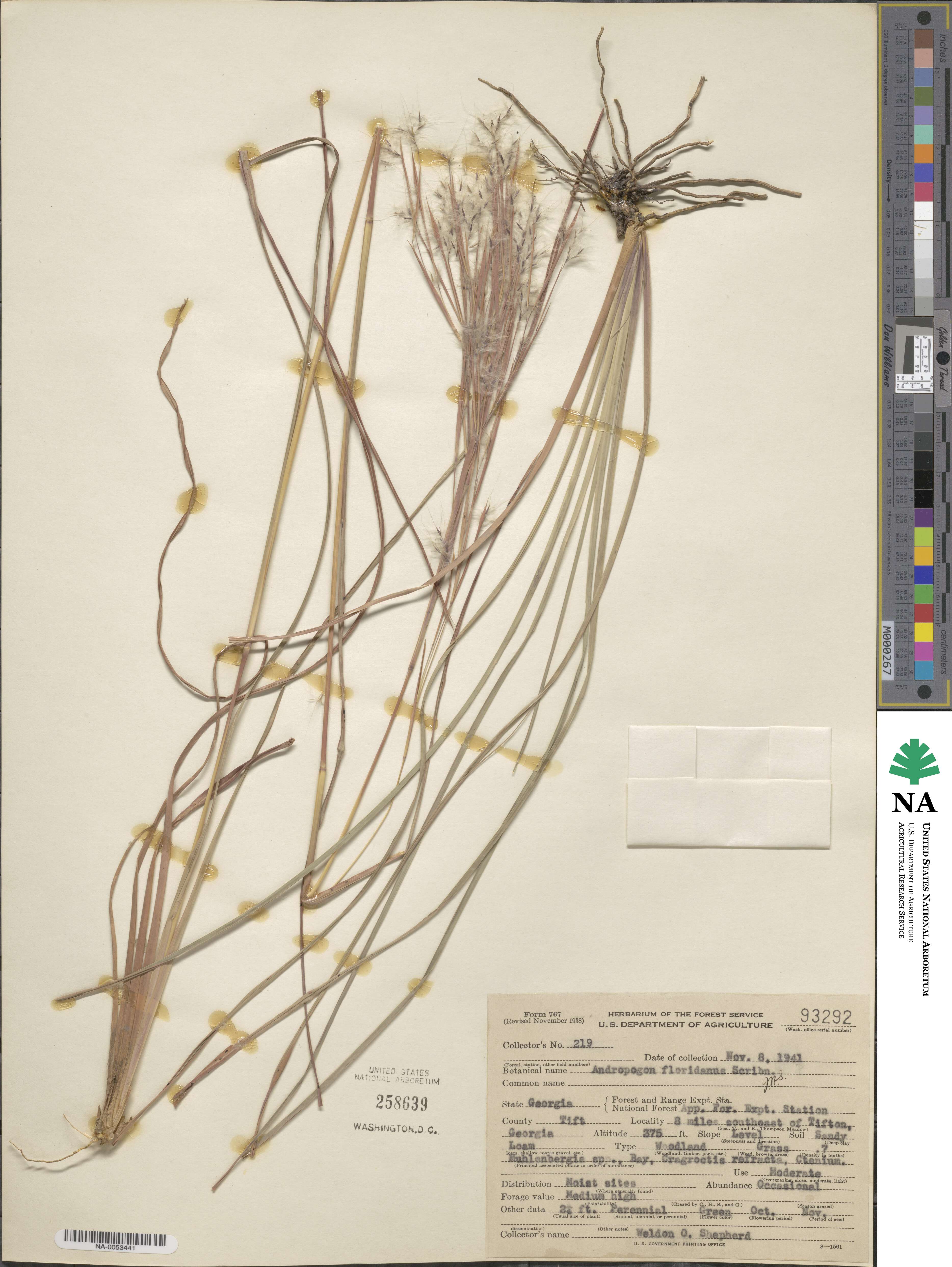 Andropogon floridanus image