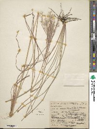 Andropogon floridanus image