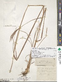 Andropogon gerardi image