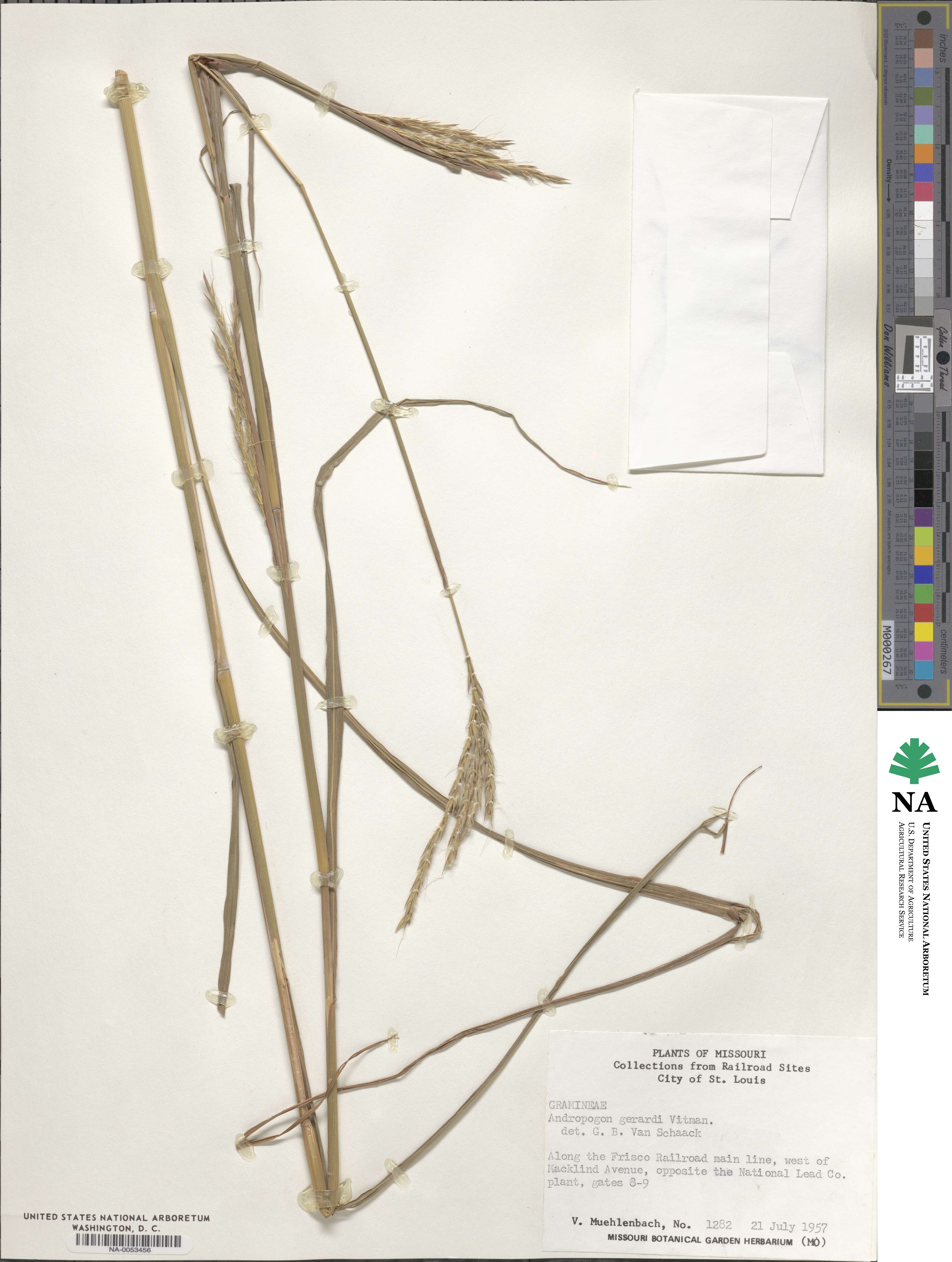 Andropogon gerardi image