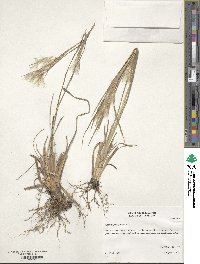 Andropogon glomeratus image