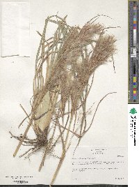 Andropogon glomeratus image