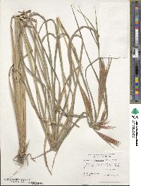 Andropogon glomeratus image