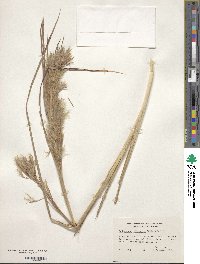 Andropogon glomeratus image