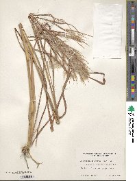 Andropogon glomeratus image