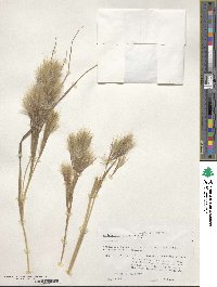 Andropogon glomeratus image