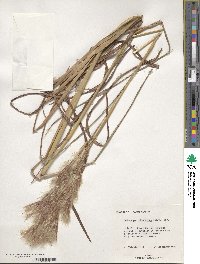 Andropogon glomeratus image