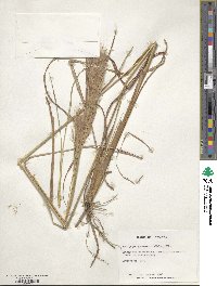 Andropogon glomeratus image