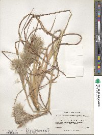 Andropogon glomeratus image