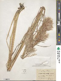 Andropogon glomeratus image