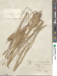 Andropogon glomeratus image