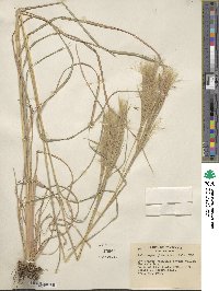 Andropogon glomeratus image