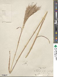 Andropogon glomeratus image