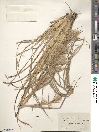 Andropogon glomeratus image