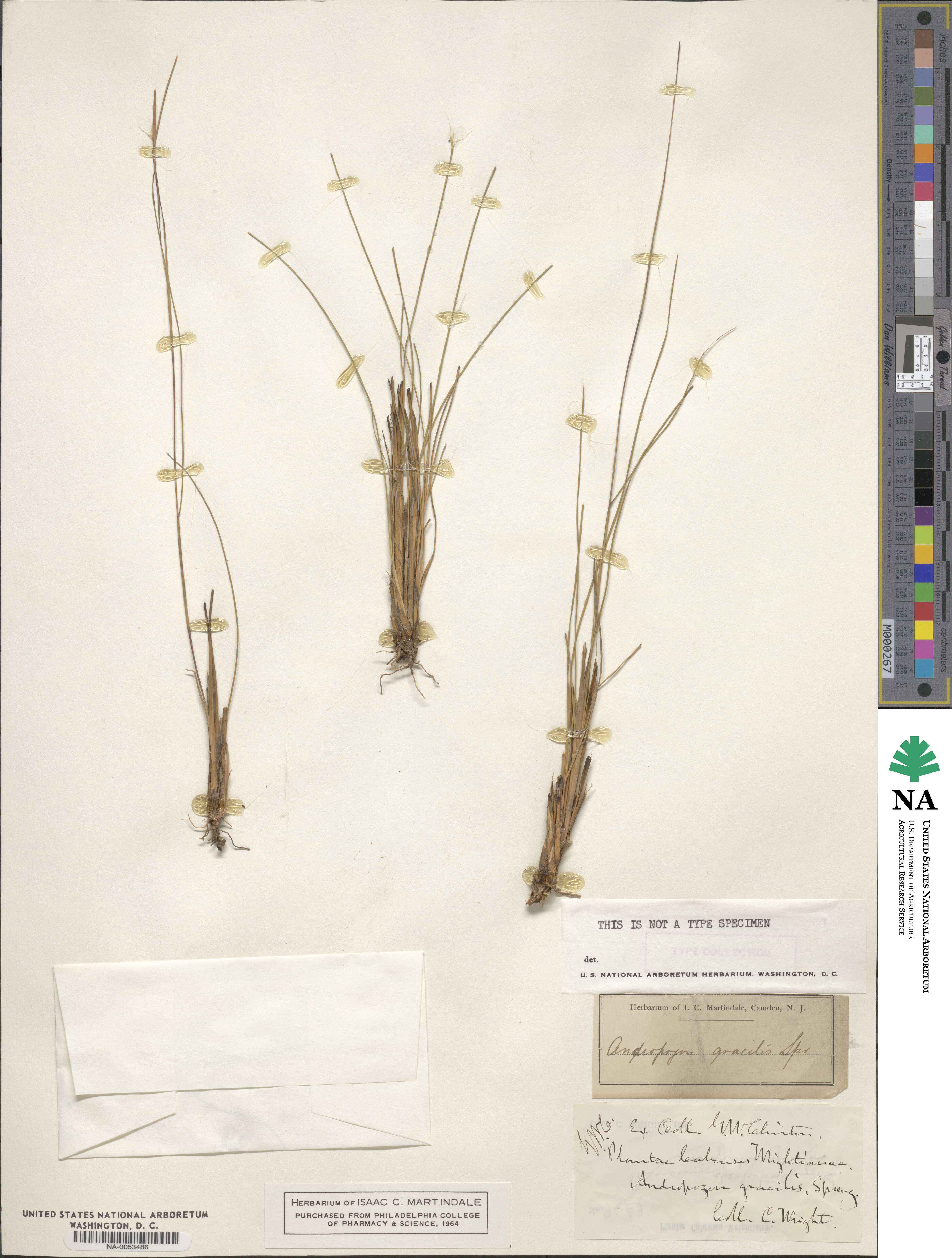 Andropogon gracilis image