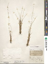 Image of Andropogon gracilis