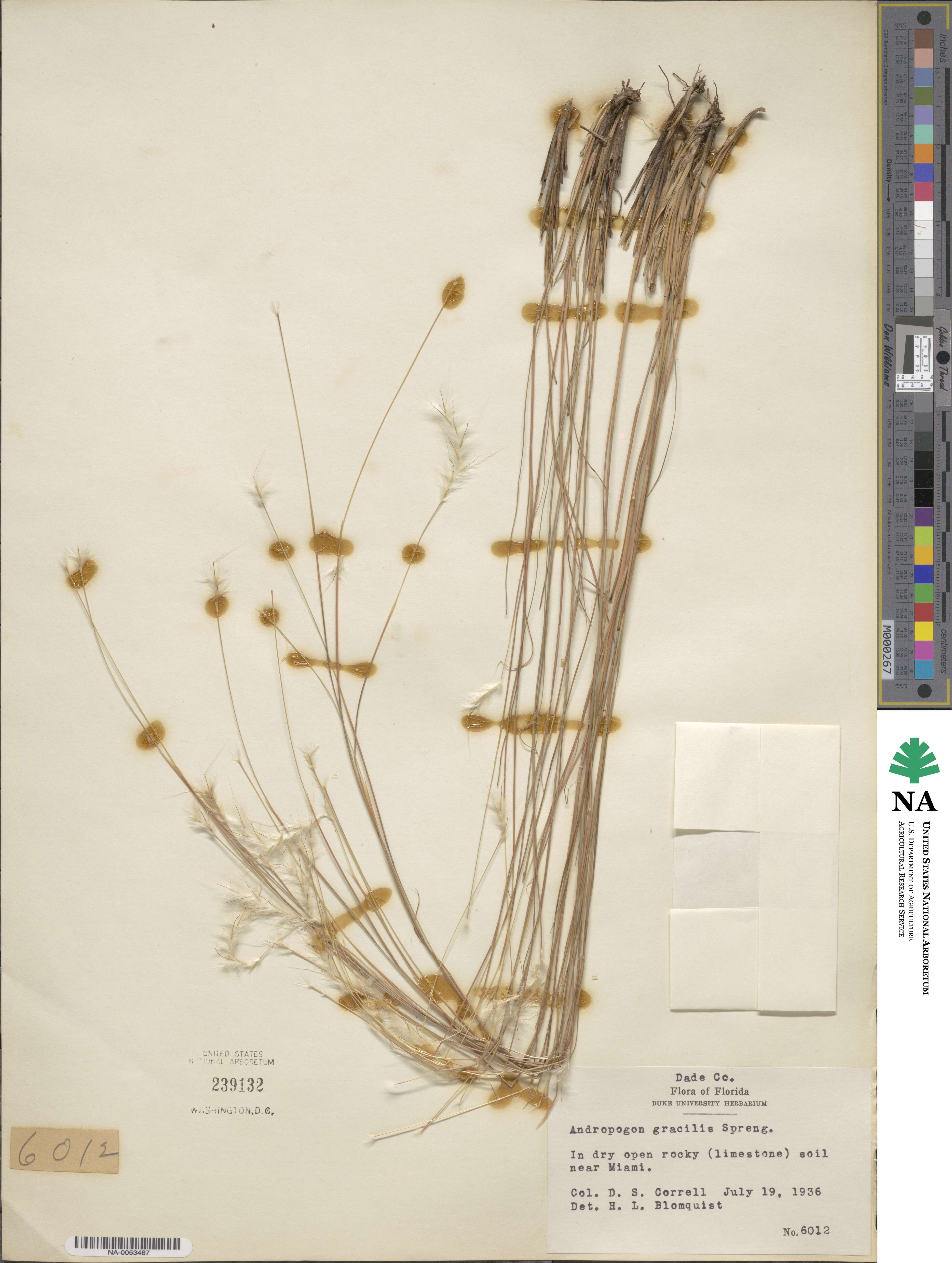 Andropogon gracilis image