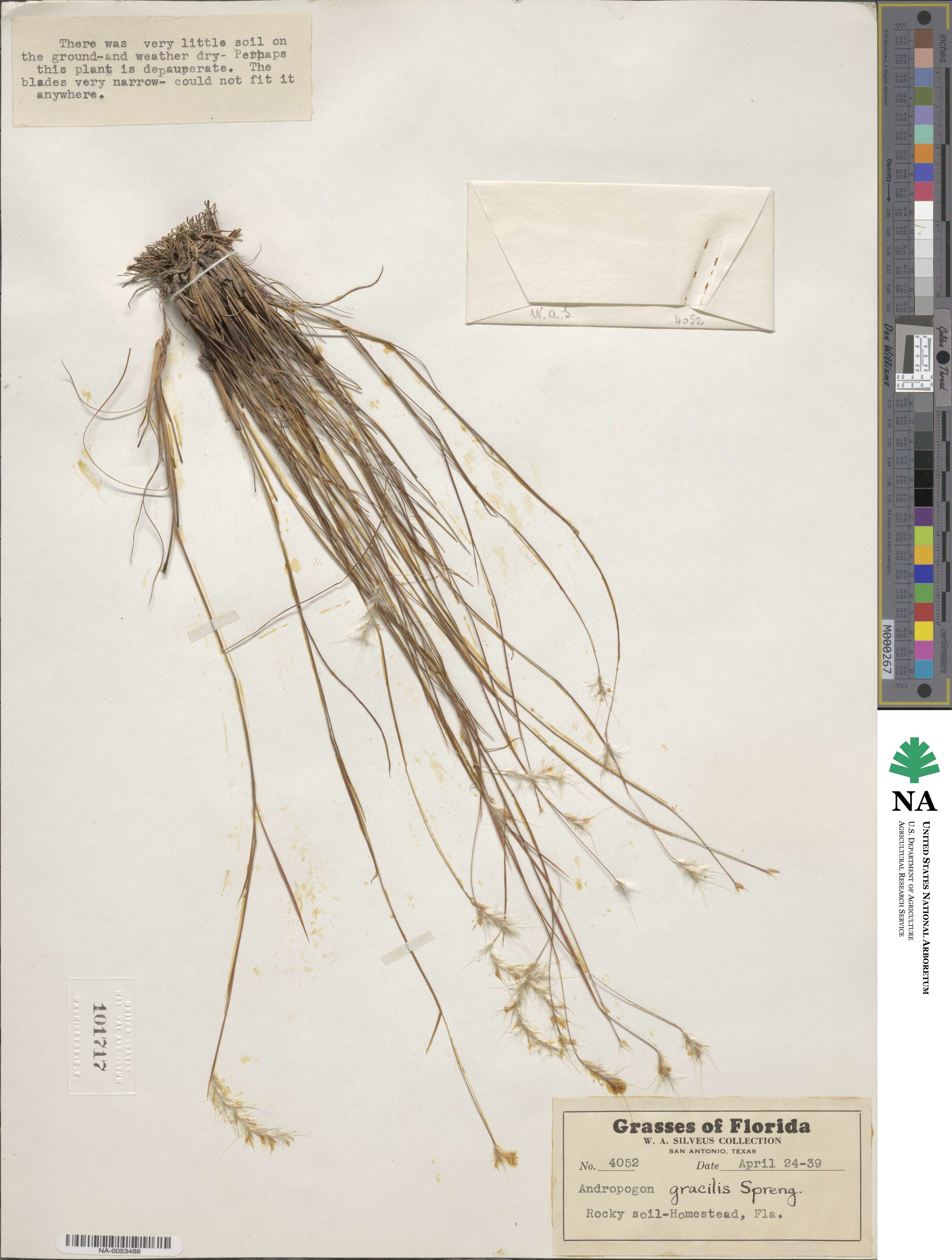 Andropogon gracilis image