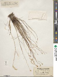 Andropogon gracilis image